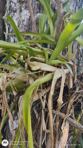 Aechmea mertensii, photograph 4