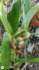 (c) Enrique Salazar, some rights reserved (CC BY) Aechmea mertensii, photograph (c) Enrique Salazar, some rights reserved (CC BY)