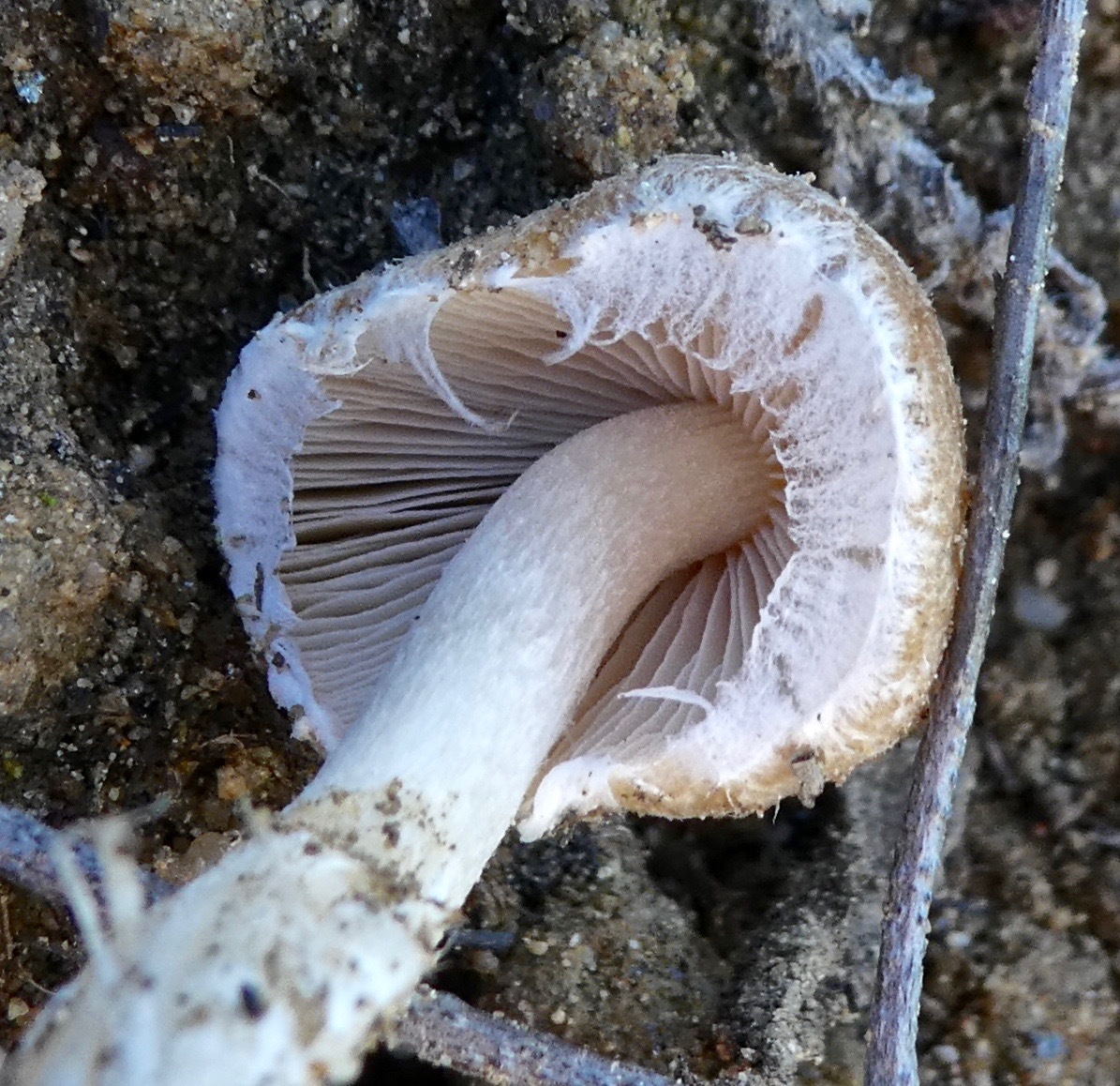 Psathyrella candolleana image