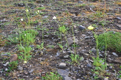 Papaver paucistaminum