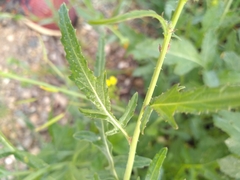 Diplotaxis catholica