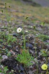 Papaver paucistaminum