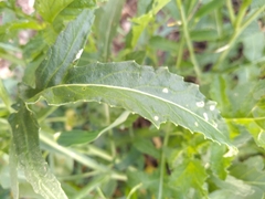 Diplotaxis catholica