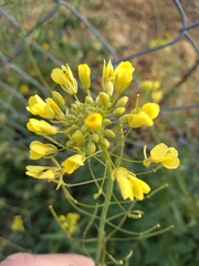 Diplotaxis catholica