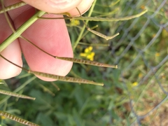 Diplotaxis catholica