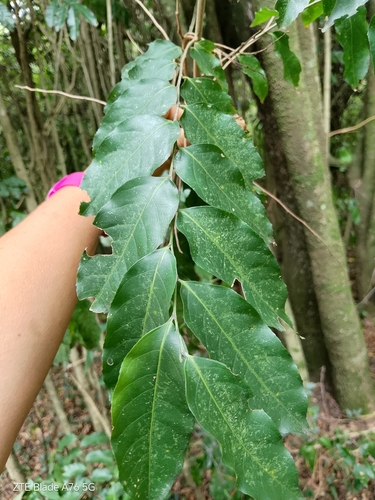 Foto de Guaçatonga