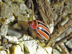 Kuschelina miniata