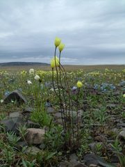Papaver paucistaminum