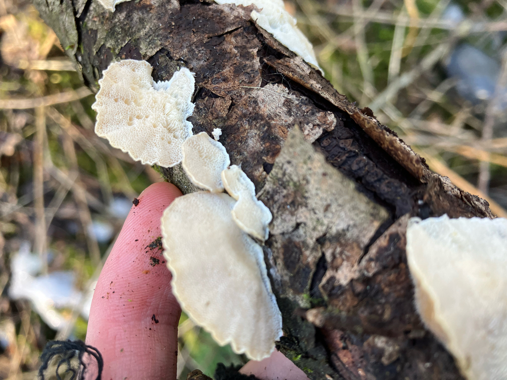 Trametes ochracea · March 2026 · photo: © uotilafi (iNaturalist, cc0)