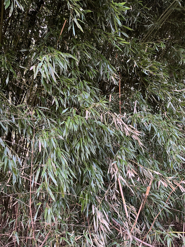 Yellow Grove Bamboo (Phyllostachys aureosulcata)