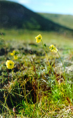 Papaver paucistaminum