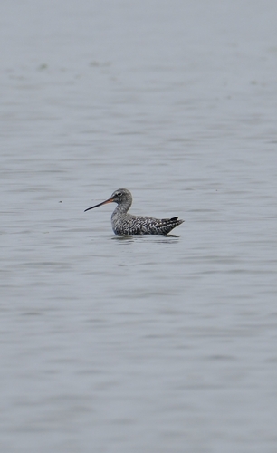 Spotted Redshank
