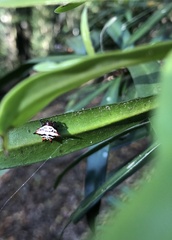 Gasteracantha sanguinolenta