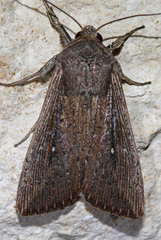 Leucania subpunctata