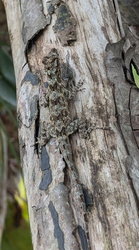 Lichen Anole, Anolis pentaprion