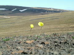 Papaver polare