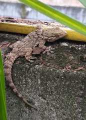 Tarentola mauritanica