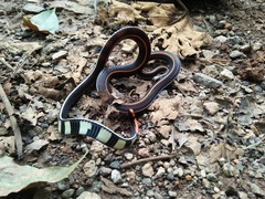 Calliophis intestinalis