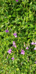 Aubrieta deltoidea
