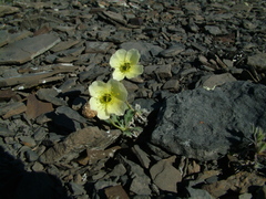 Papaver polare