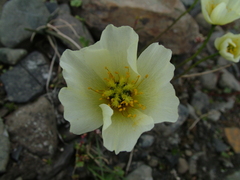 Papaver polare