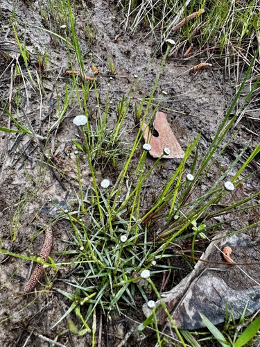 common bogbuttons (Paepalanthus anceps)