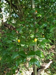 Cassinopsis ilicifolia