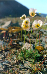 Papaver polare