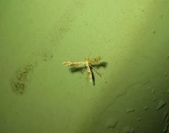 Nippoptilia cinctipedalis