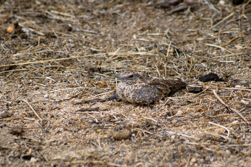 Pygmy Nightjar (Nyctipolus hirundinaceus), photo 2