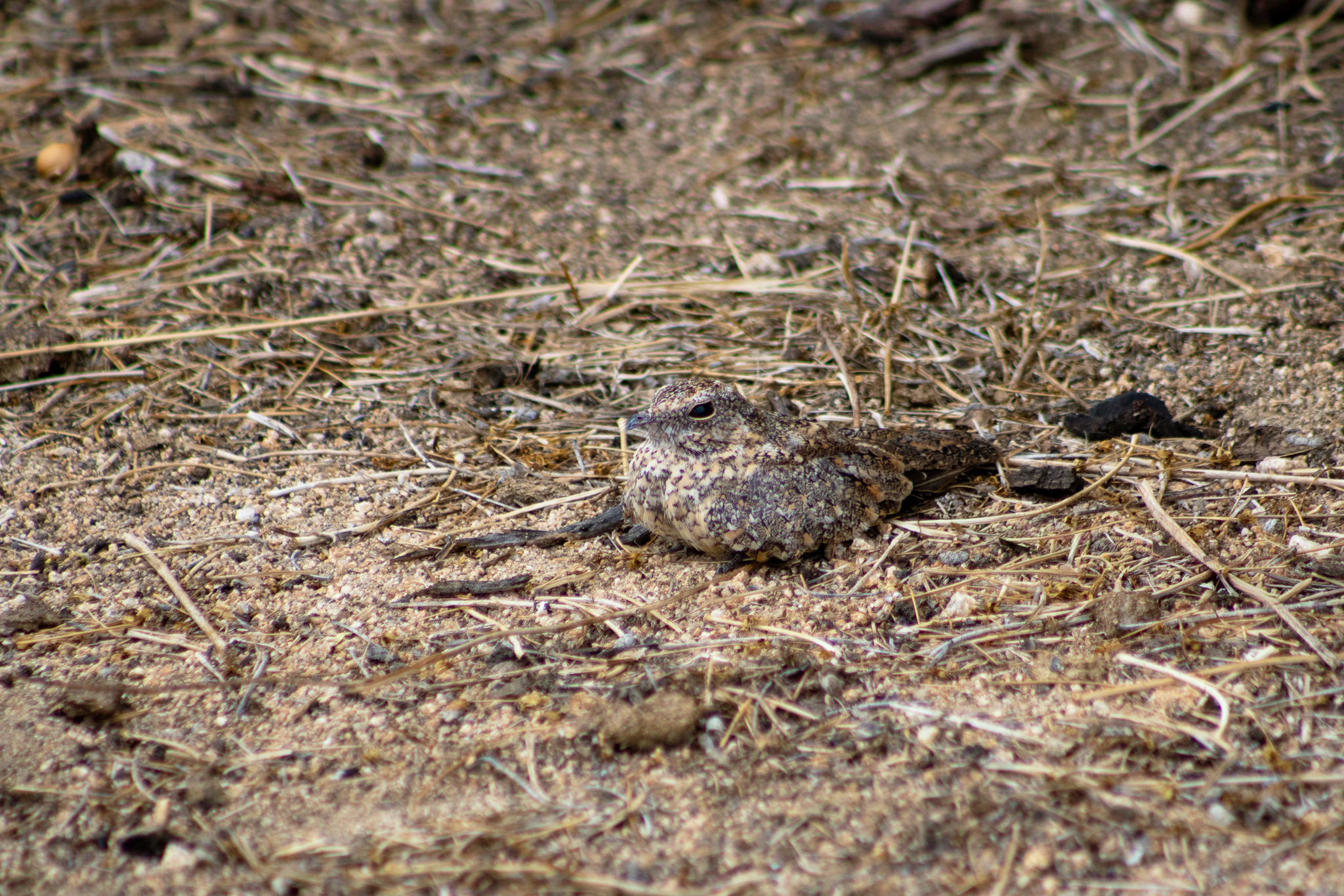 Pygmy Nightjar (Nyctipolus hirundinaceus), photo 2