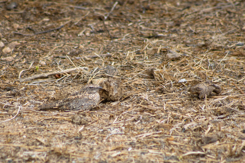 Pygmy Nightjar (Nyctipolus hirundinaceus)