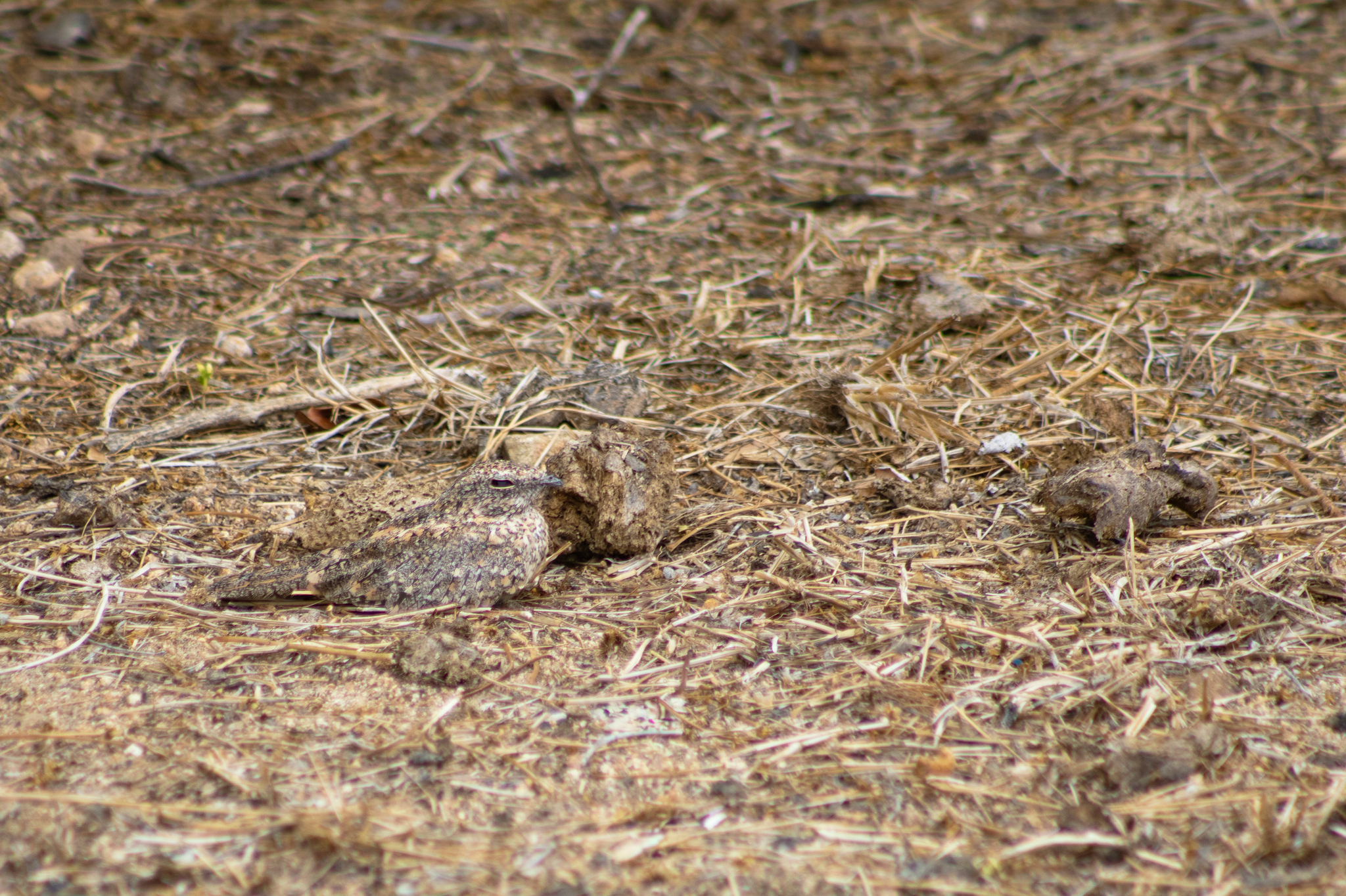 Pygmy Nightjar (Nyctipolus hirundinaceus), photo 1