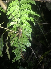 Pachyrhamma acanthocerum