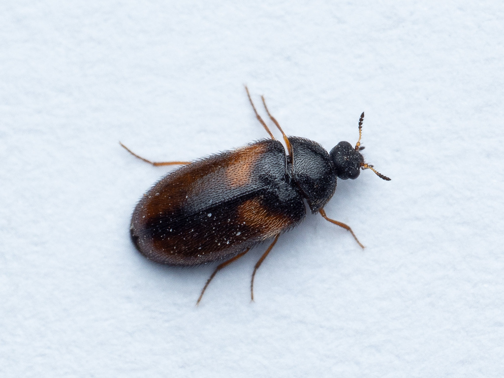 Undertaker Carpet Beetle