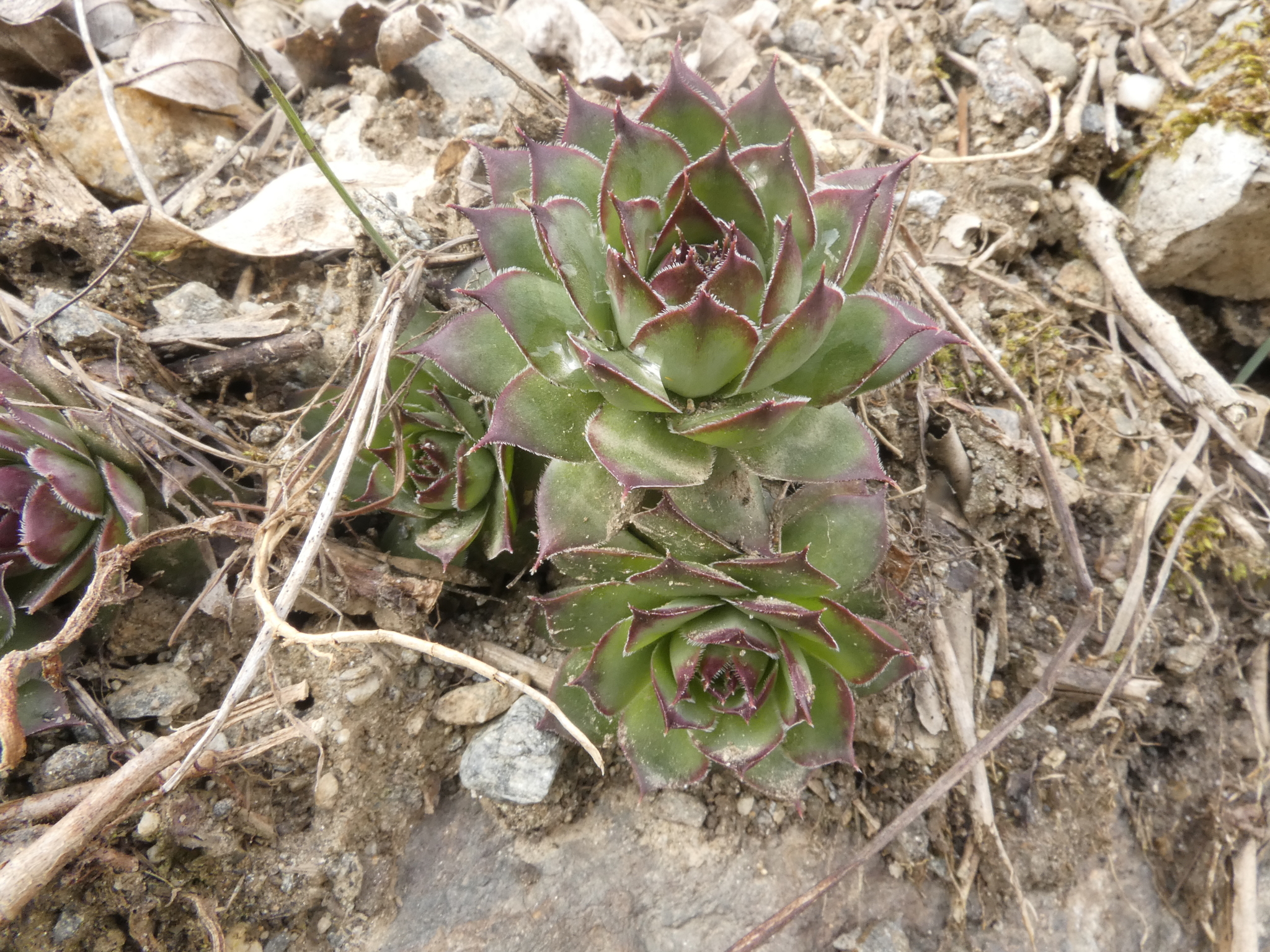 Houseleek (Sempervivum tectorum)
