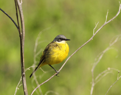 Motacilla flava thunbergi