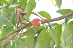 Ficus semicordata