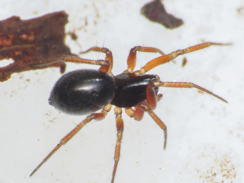 Porrhomma oblitum