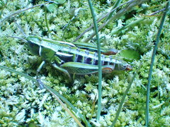 Sigaus australis