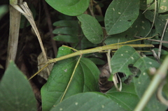 Phasmatinae