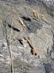 Anthoxanthum cupreum