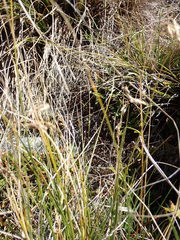 Anthoxanthum cupreum