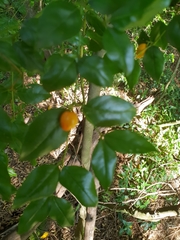 Cassinopsis ilicifolia