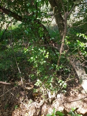 Cassinopsis ilicifolia