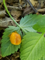 Cassinopsis ilicifolia