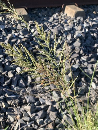 Weeping Lovegrass (Eragrostis curvula)