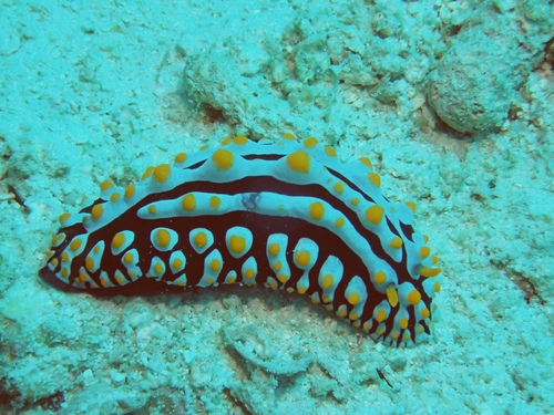 Phyllidia varicosa