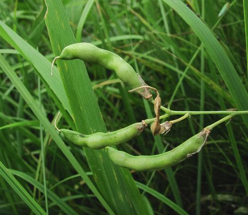 tuberous pea