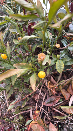 Jerusalem cherry